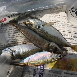 アジ、エソのみツバスは見てるだけ